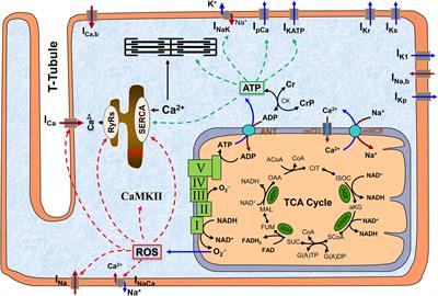 Mitochondrial Dysfunction-Associated Arrhythmogenic Substrates in Diabetes Mellitus